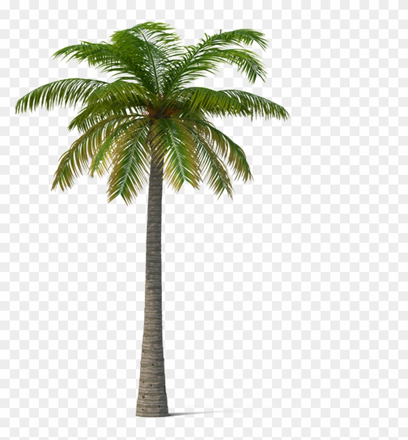 Adonidia Veitchia Coconut Tree - Palm Trees #422689