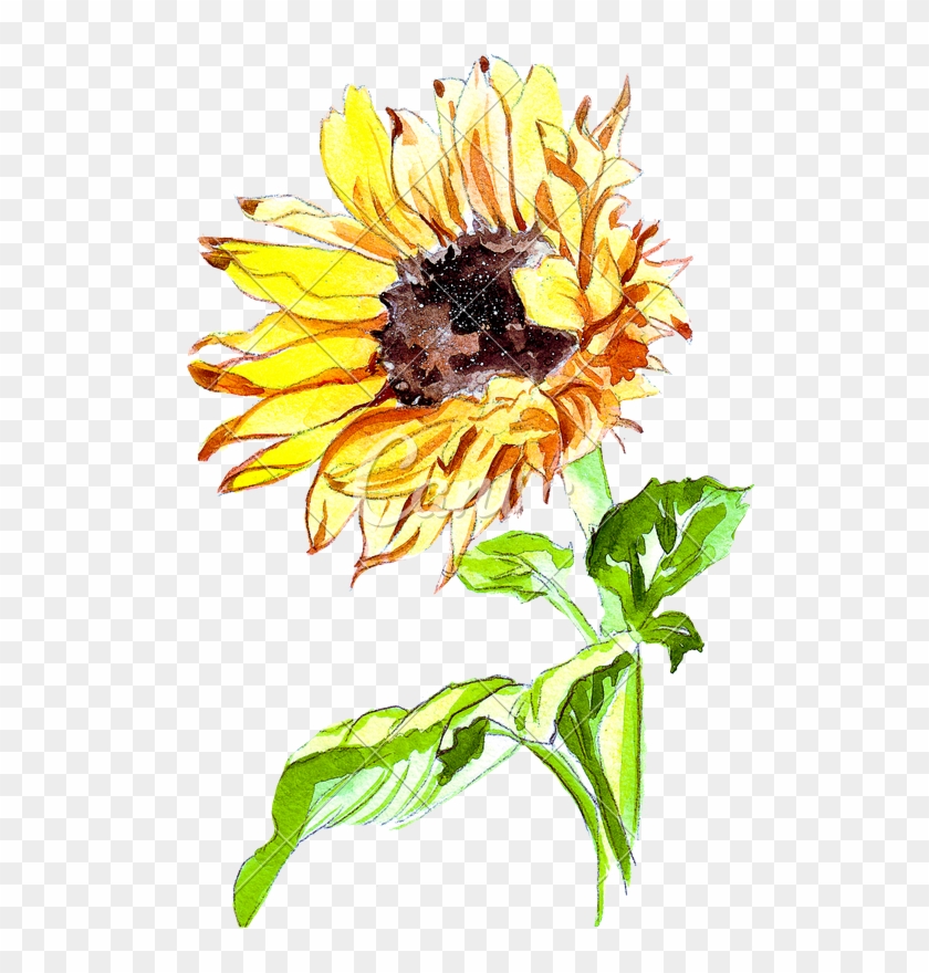 Hand Drawing Of A Watercolor Sunflower - Drawing #422759