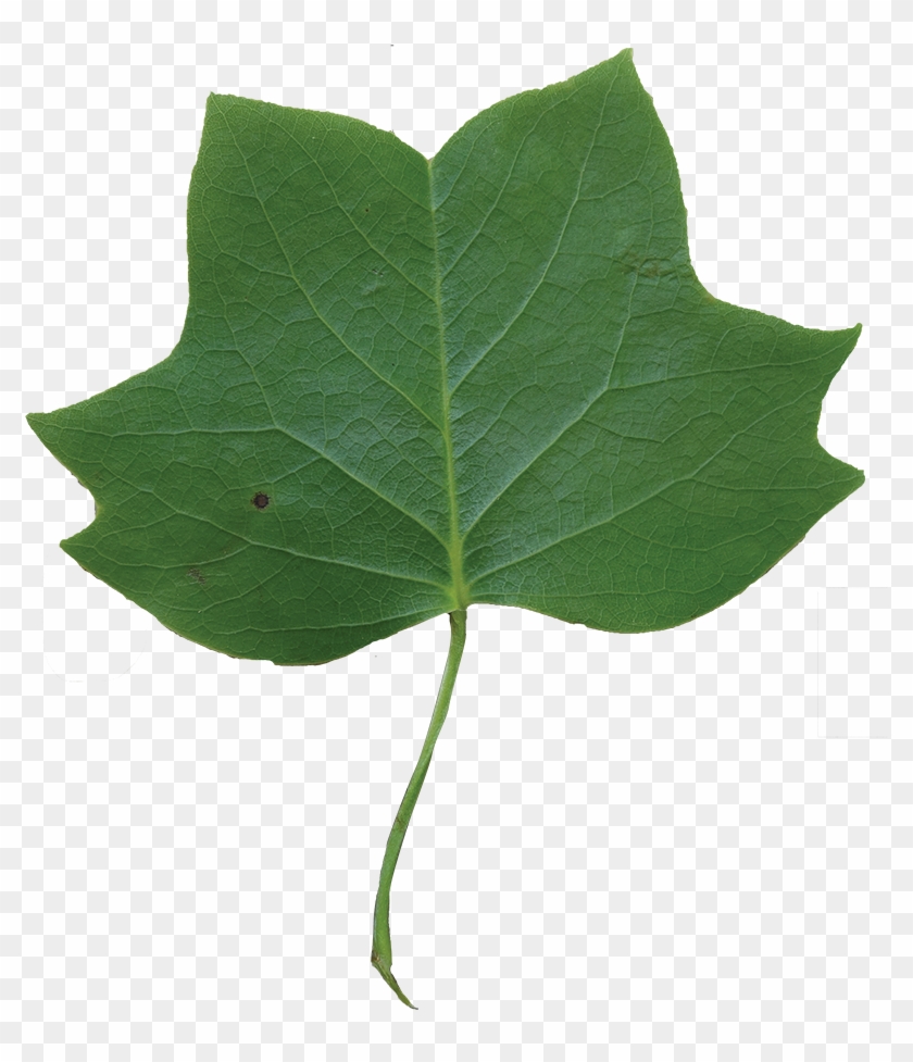 Leaf Clipart Tulip Tree - Tulip Poplar #422762