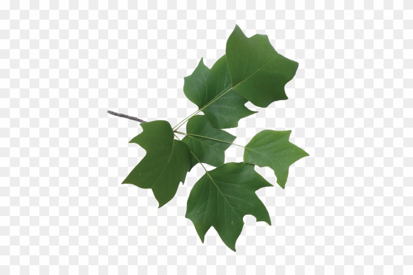 Tulip Poplar Branch Leaves #422768