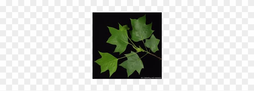 Liriodendron Tulipifera Tulip Poplar Tree - Liriodendron Tulipifera Leaves #422770