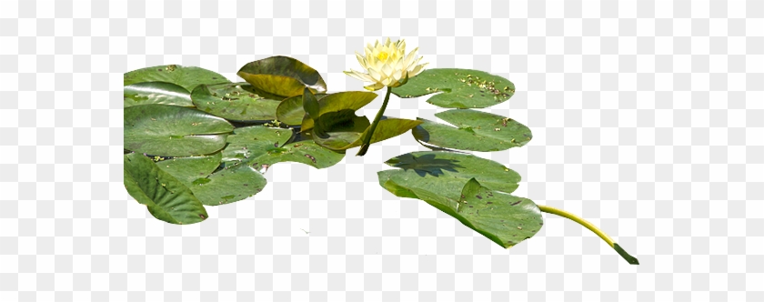 Water - Water Lilies Png #422775