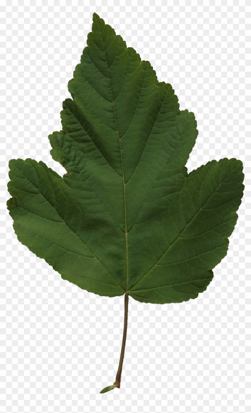 Poplar - Leaf #422777