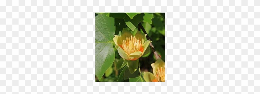 Liriodendron Tulipifera Tulip Poplar Tree - American Tulip Tree (2 Pack) #422780