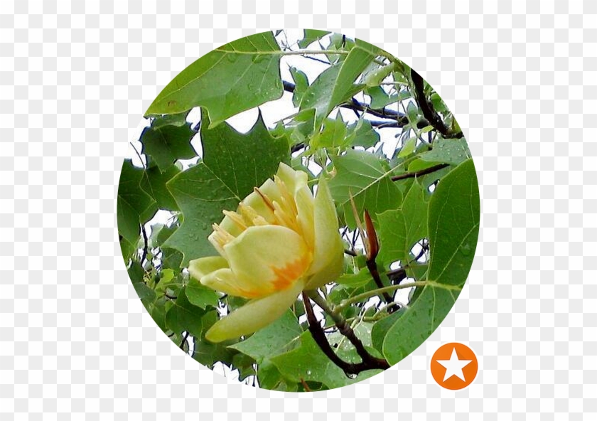 Tulip Poplar #422788