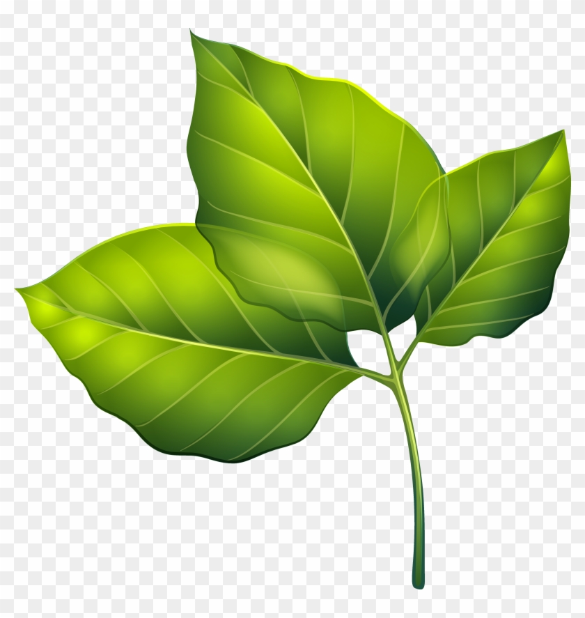 Green Leaves Clipart Png - Free Clipart Green Leaves #423515