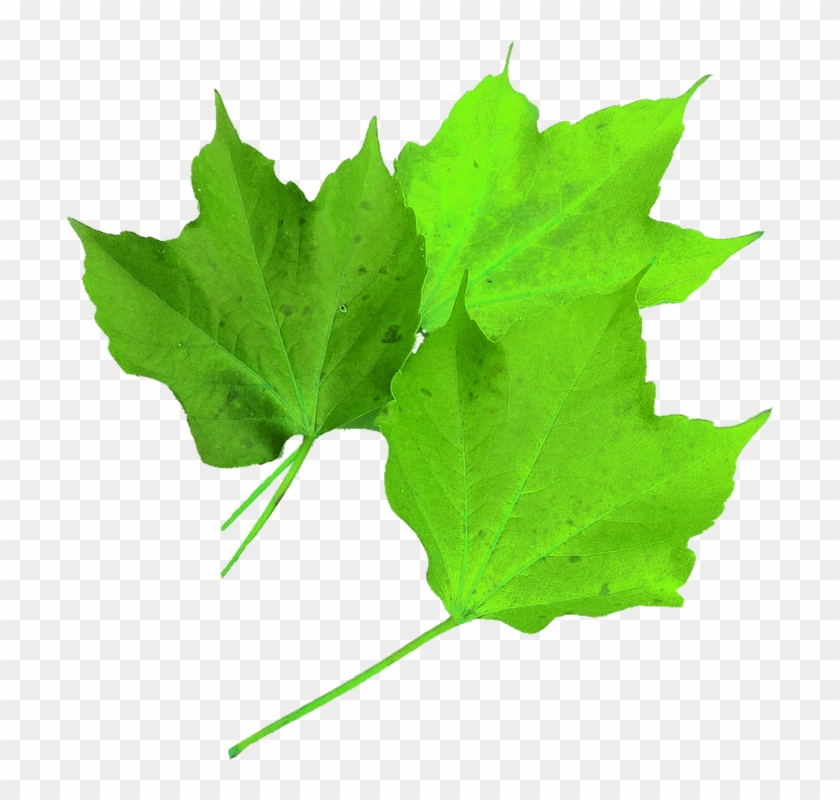 Image Of Maple Leaf 8, Buy Clip Art - Hoja Verde De Arce #423511