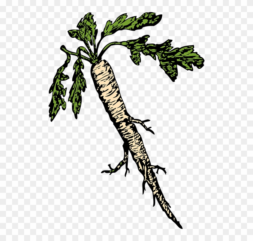 Cartoon Tree Roots 23, - Horseradish Clipart #423711