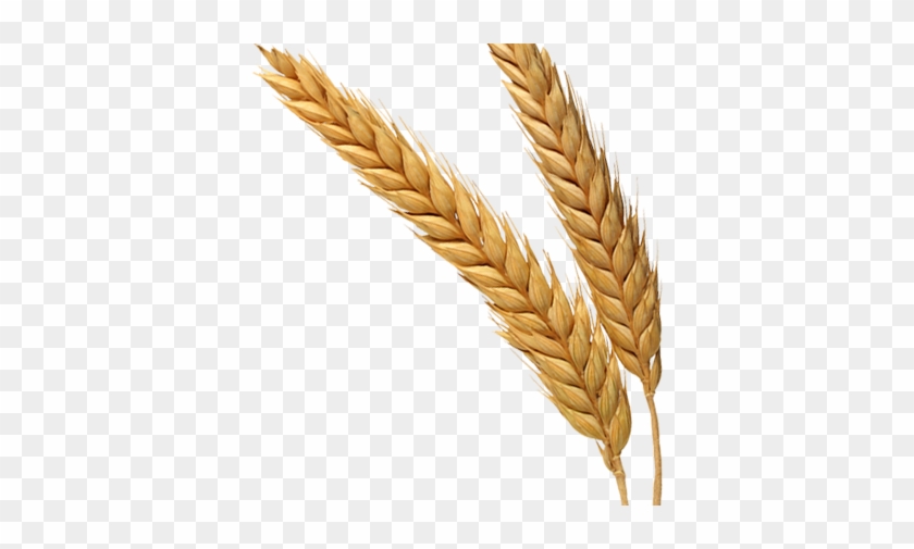Rice Clipart Download - Wheat Bran Png #424103