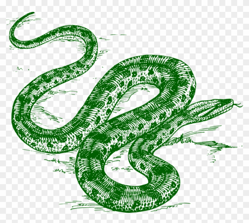 Anaconda Clipart Binatang - Green Anaconda Snake Drawing #424174