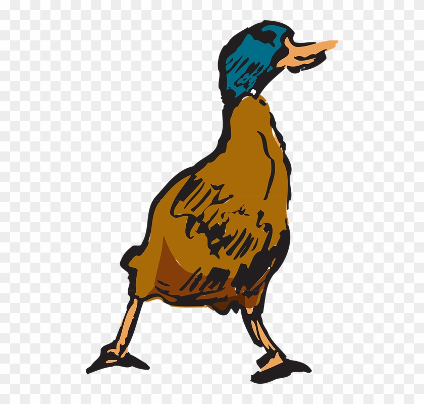 Hewan Bebek Danau Gambar Vektor Gratis Di Pixabay - Brown Duck Png Clipart #424203