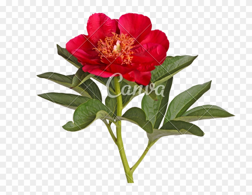 Single Flower Of A Bright Red Peony Isolated On White - Peony #424222