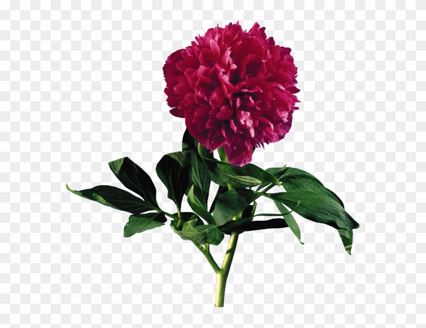 Png Şakayık Çiçek Resimleri,png Пион Цветок Фотографии,png - Punkösdi Rózsa Gif #424228