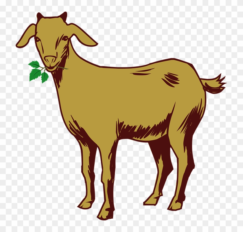 Goats Head Clipart Binatang - Coloured Drawing Image Of Goat #424233