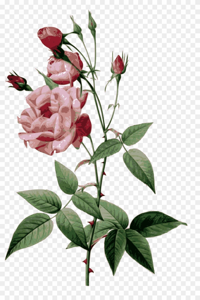 Medium Image - Pierre Joseph Redoute Roses #424241