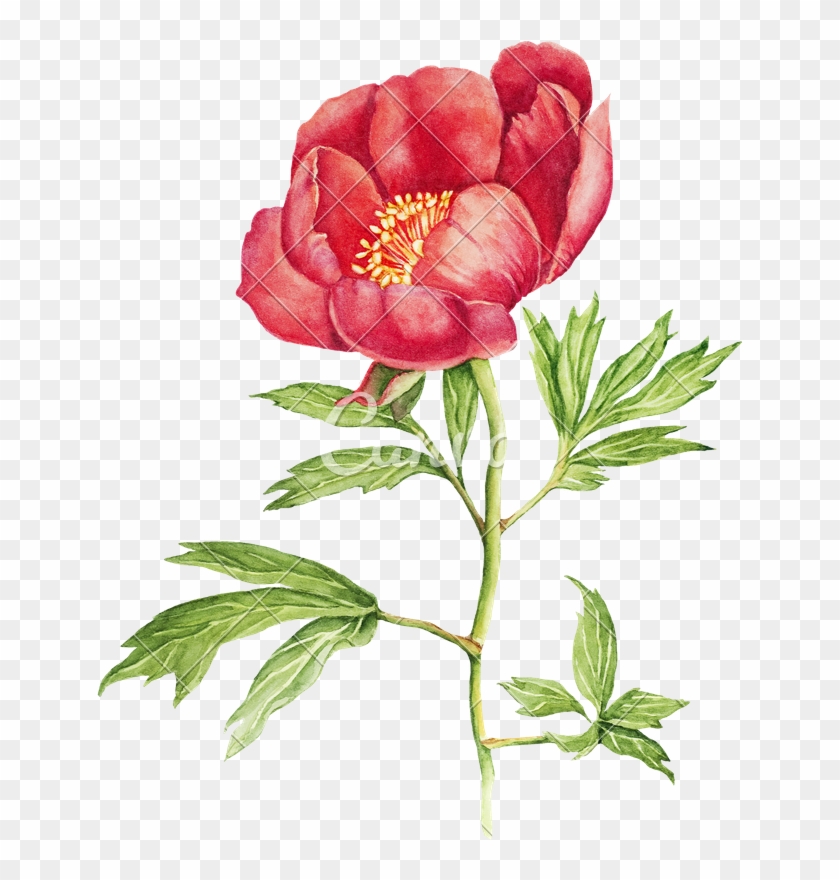 Red Peony Flower Watercolor - Peonies Flowers In Watercolour Vintage #424248