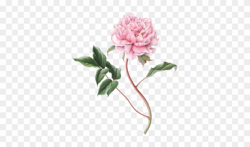 Peony Picture Png Images - Botanical Flower Illustration Png #424259