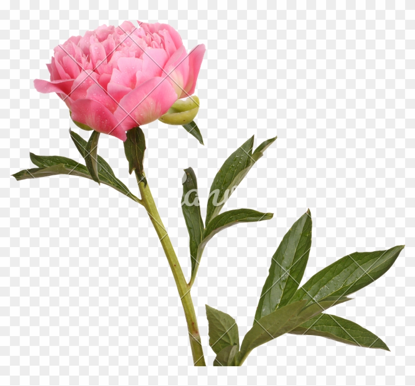 Pink Peony Flower And Stem - Bloem Met Steel #424263