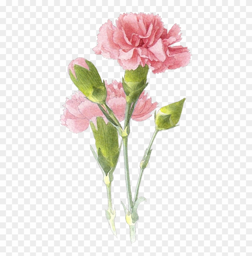 Drawn Carnation Transparent - Pink Carnation Watercolor Tattoo #424264