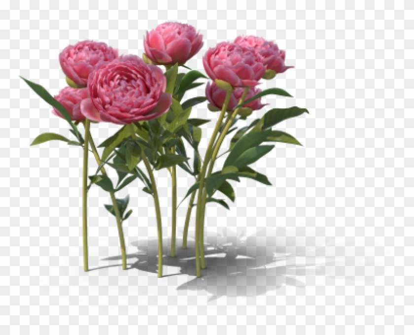Today Is The Vernal Equinox Marking The Beginning Of - Garden Roses #424266