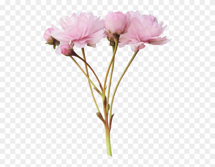 Png Şakayık Çiçek Resimleri,png Пион Цветок Фотографии,png - Flower #424276