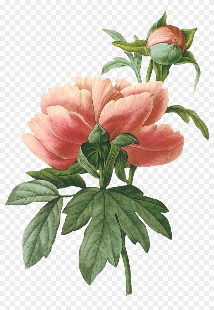 Vintage Botanical Illustration Peony #424280