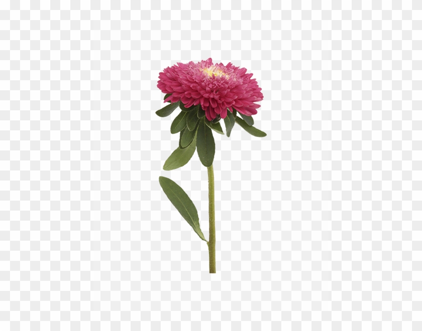 Aster Png File - Aster Png #424281