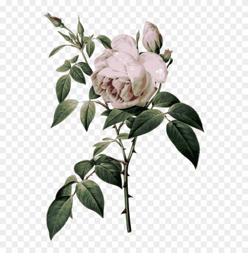 Medium Image - Redoute Roses #424327