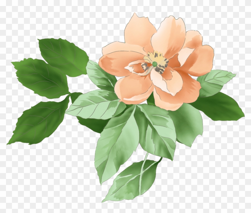 Moutan Peony Download - Moutan Peony Download #424338