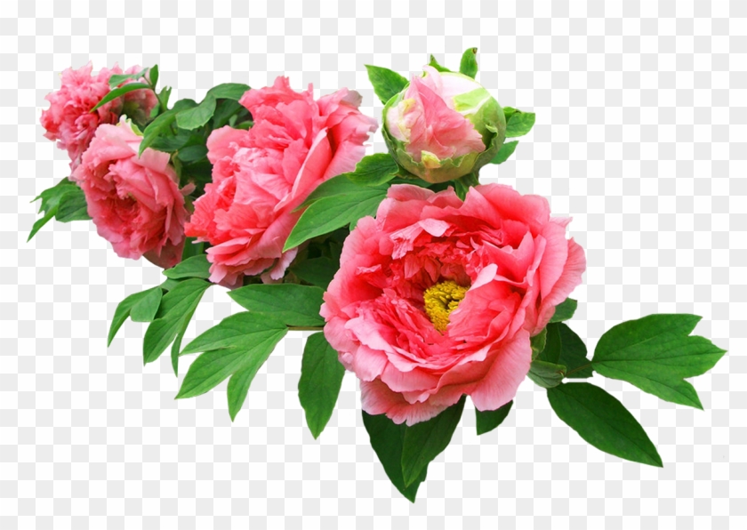 Moutan Peony Garden Roses Flower - Moutan Peony Garden Roses Flower #424341