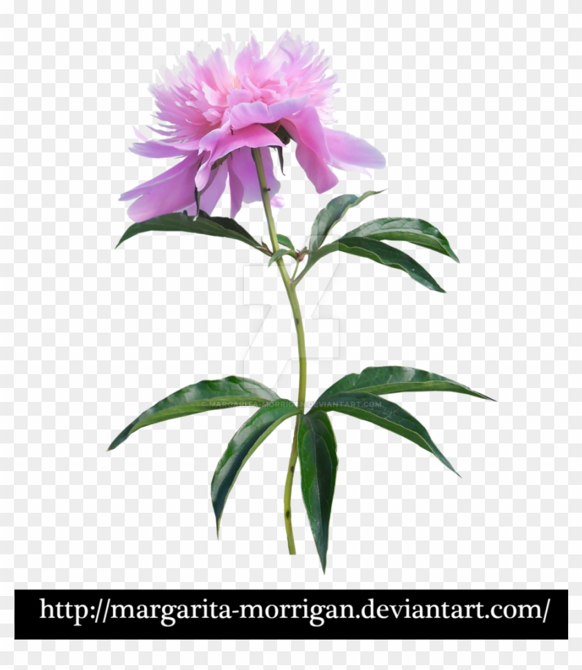Peony By Margarita Morrigan Peony By Margarita Morrigan - Transparent Background Cut Out Srubs Plants #424400