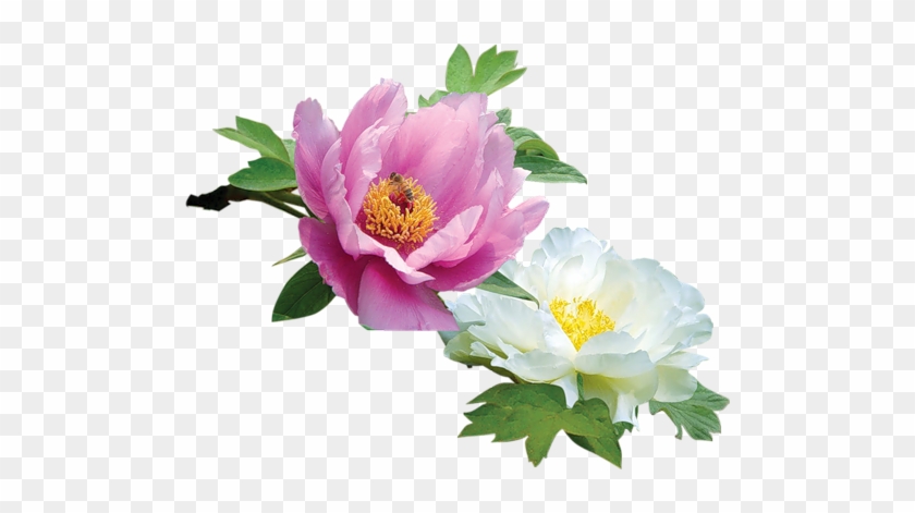 Posted By Doina At - Wild Peony #424403