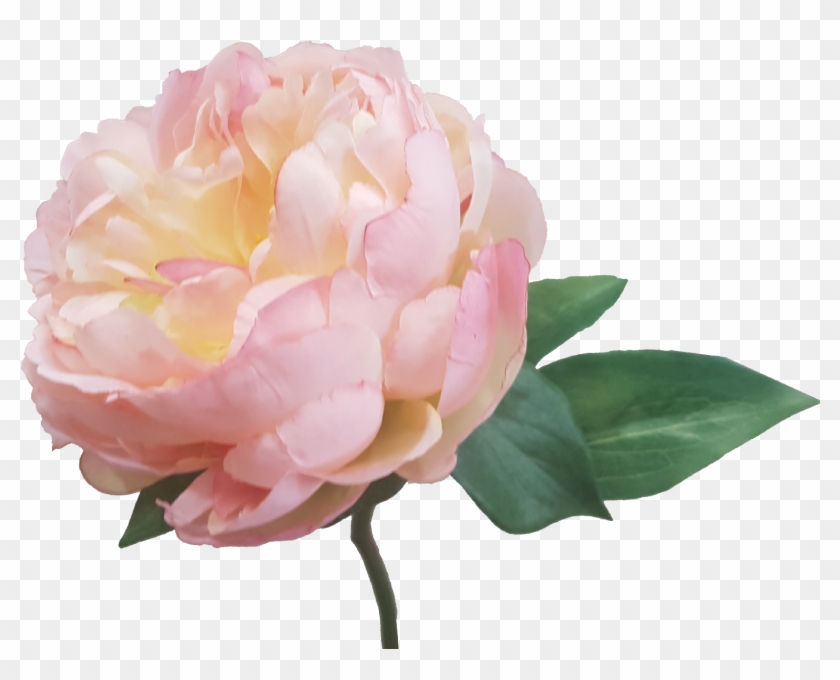 Cream Pink Peony Artificial Flowers S5841crmpnk - Artificial Flower #424418
