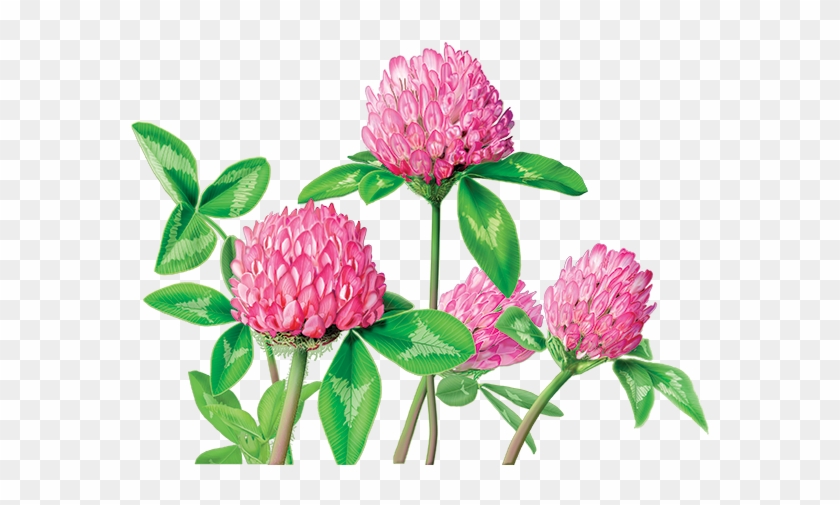 Red Clover - Red Clover Tea #424427