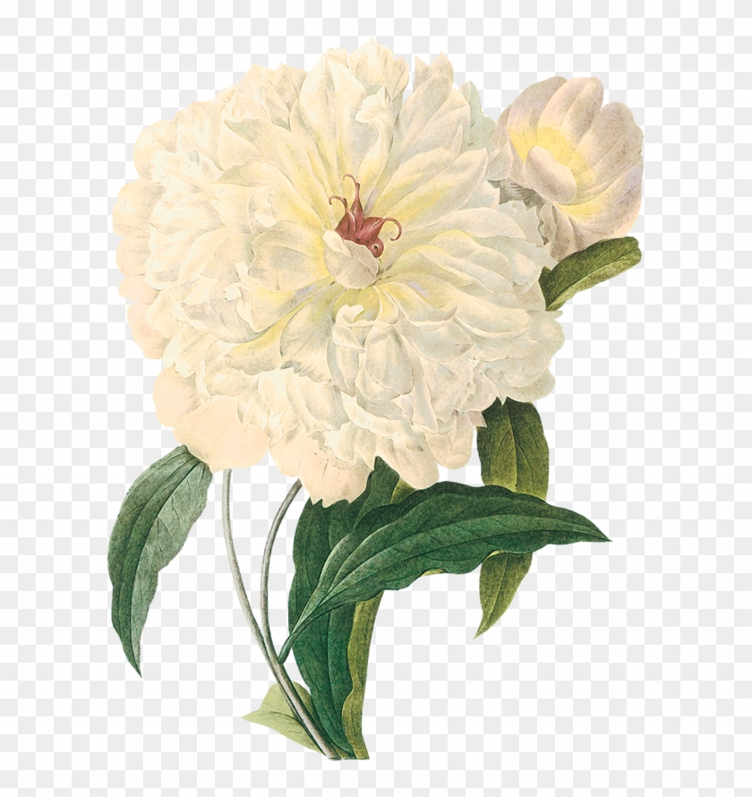 White Peonies - White Peony Botanical Prints #424435