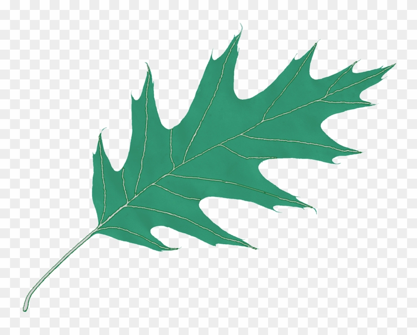 Rising Dove Logos - Oak Png Leaf #424472