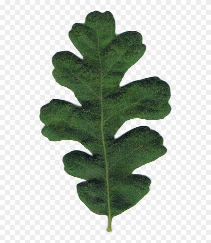 Green Oak Leaf Clip Art For Kids - Oak Leaves #424526