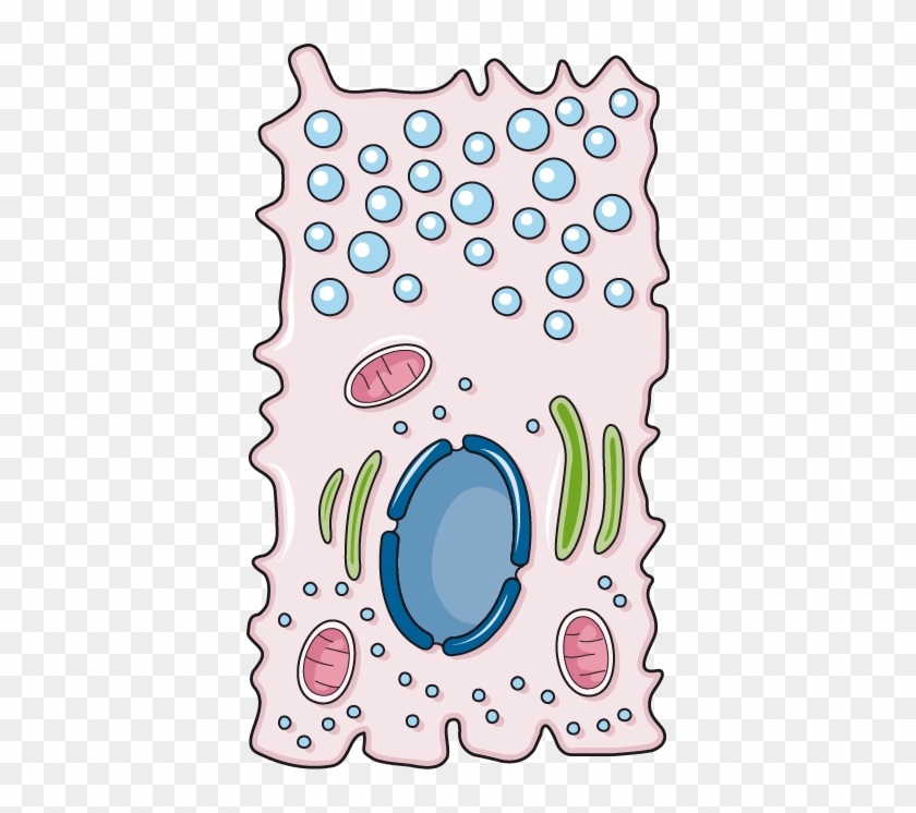 Stomach Wall Mucous Neck Cell - Circle #424672