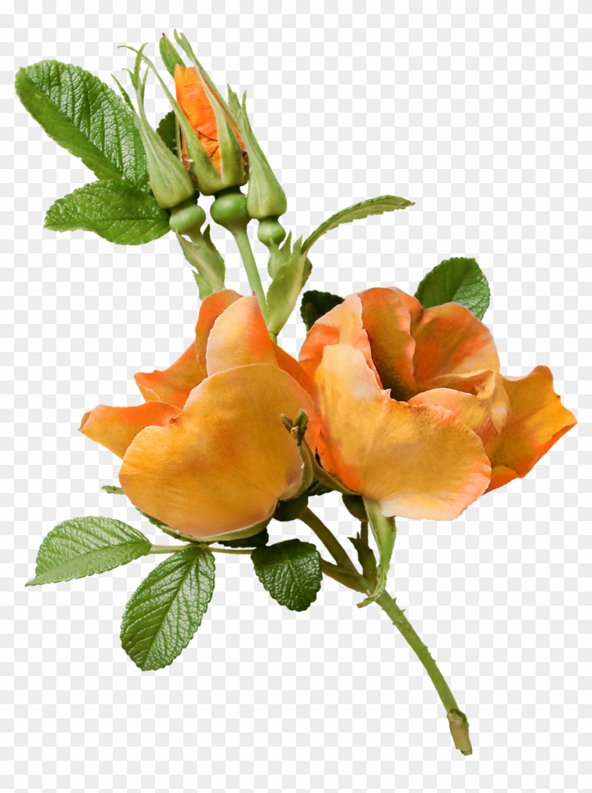 Flower Garden Roses Floral Design Clip Art - Flower Garden Roses Floral Design Clip Art #424712