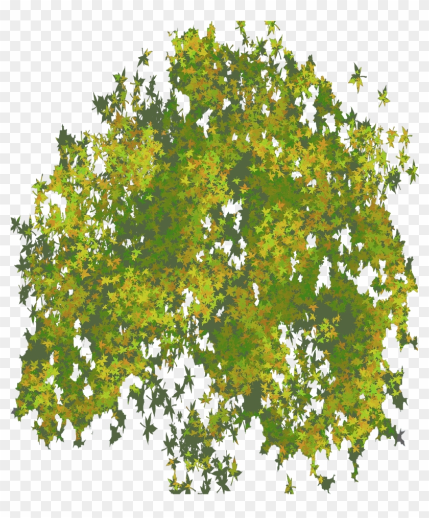 Photo Top Tree Png Image - Tree Png #424918