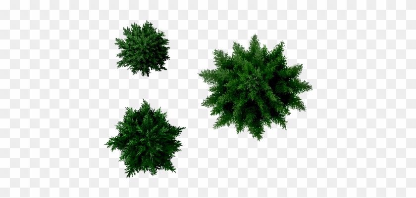 Conifers Tree Top Image - Pine Tree Top View Png #424962