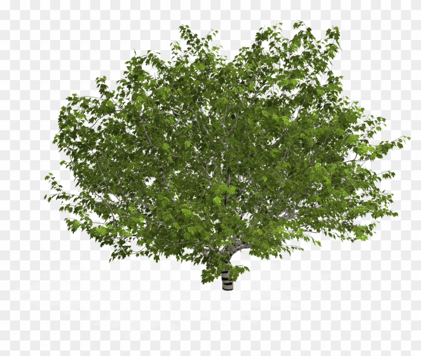 Plane Tree Image - Calliandra Haematocephala #424967