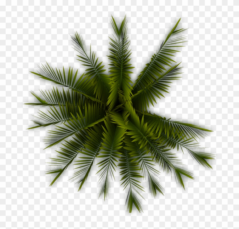 A56 Palmtree Pp - Palm Tree Top View Png #424991