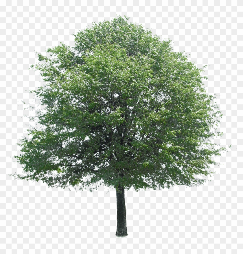Free Download Of Tree Icon Clipart Image - Tree Photoshop #424998