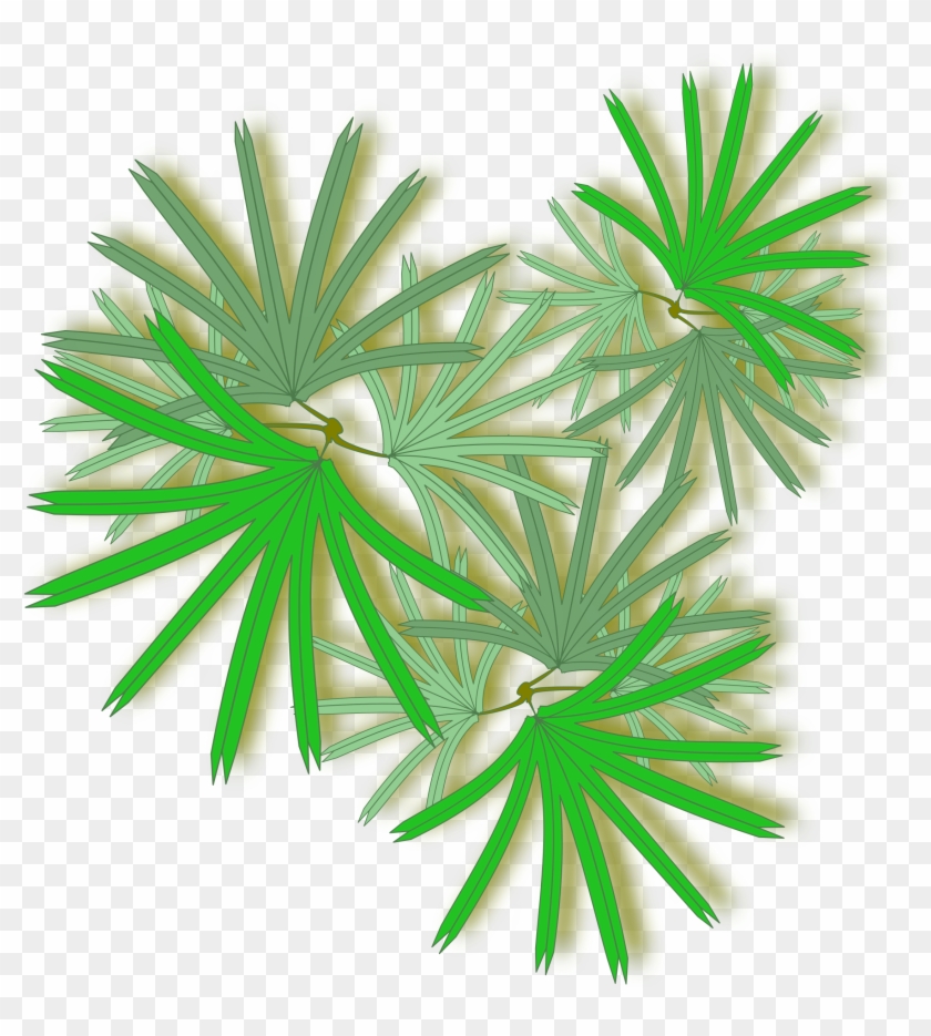 Palm Raphis 02 For Palm Tree Top View Png 104xkb - Raphis Palm Top View #425013