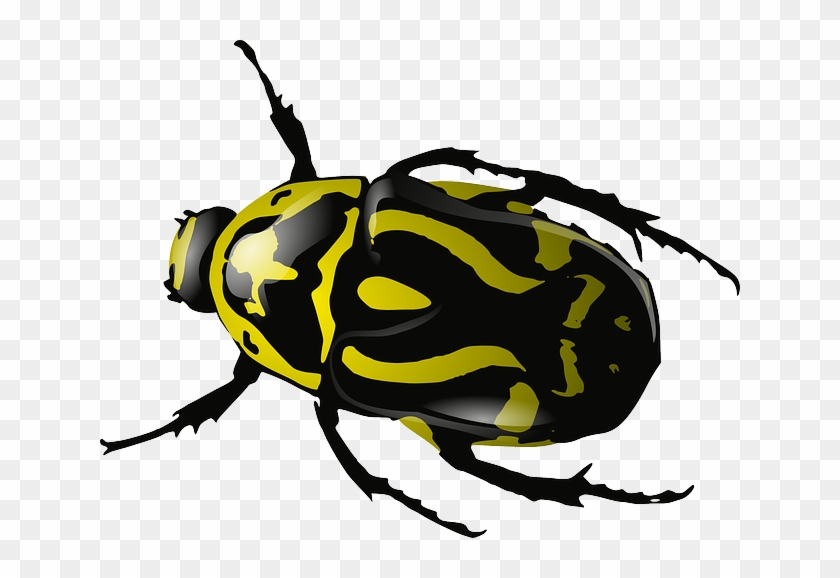 Free Vector Graphic - Beetles Clipart #425037