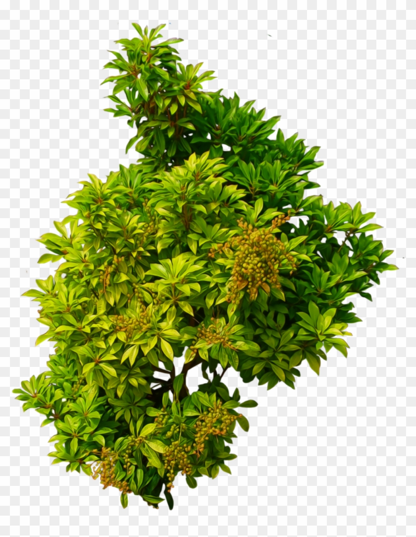 Shrub 01 Png - Shrub Top View Png #425039