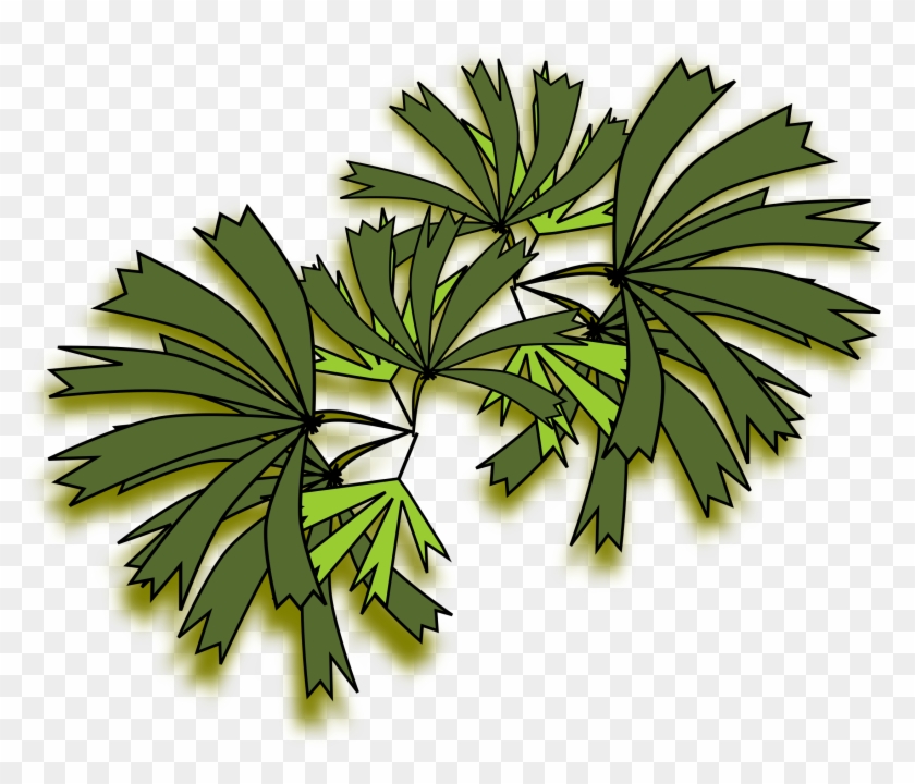 Palmeira Raphis For Palm Tree Top View Png 131fsj - Palm Trees #425042