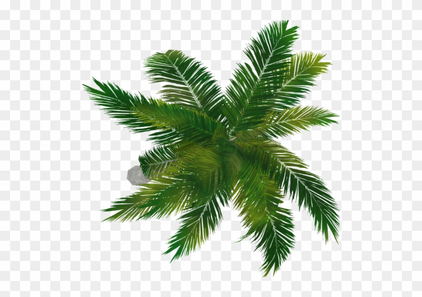 Palm Tree Top View Png - Portable Network Graphics #425052