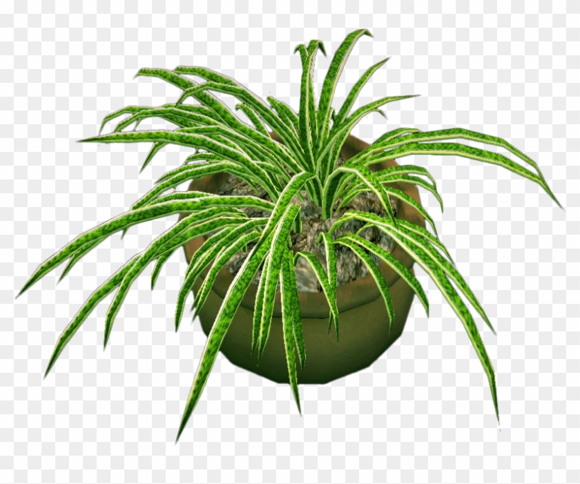 Round Potted Plant /import - Spider Plant Transparent Background #425058